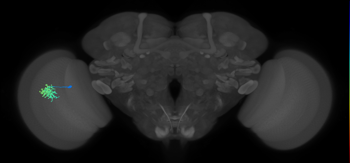 Dm12_L (MaleCNS:139698)