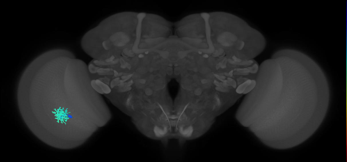Dm12_L (MaleCNS:80443)