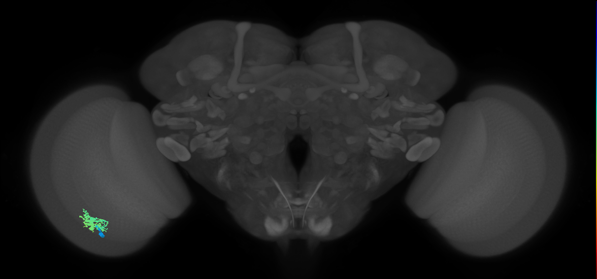 Dm12_L (MaleCNS:30518)