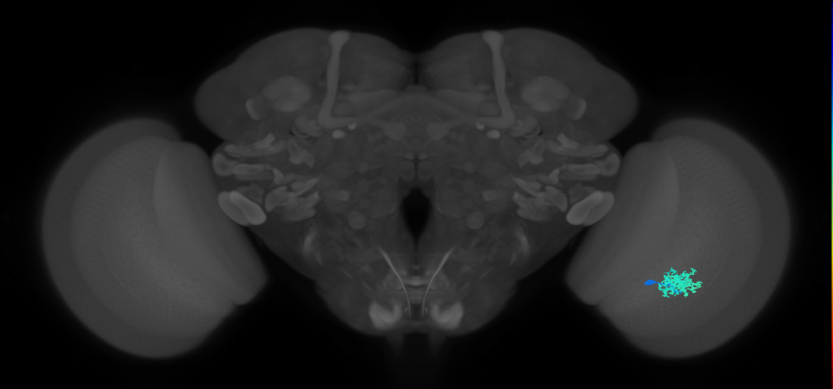 Dm12_R (MaleCNS:48266)