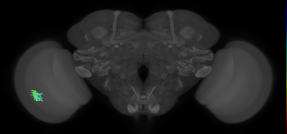 Dm12_L (MaleCNS:109029)