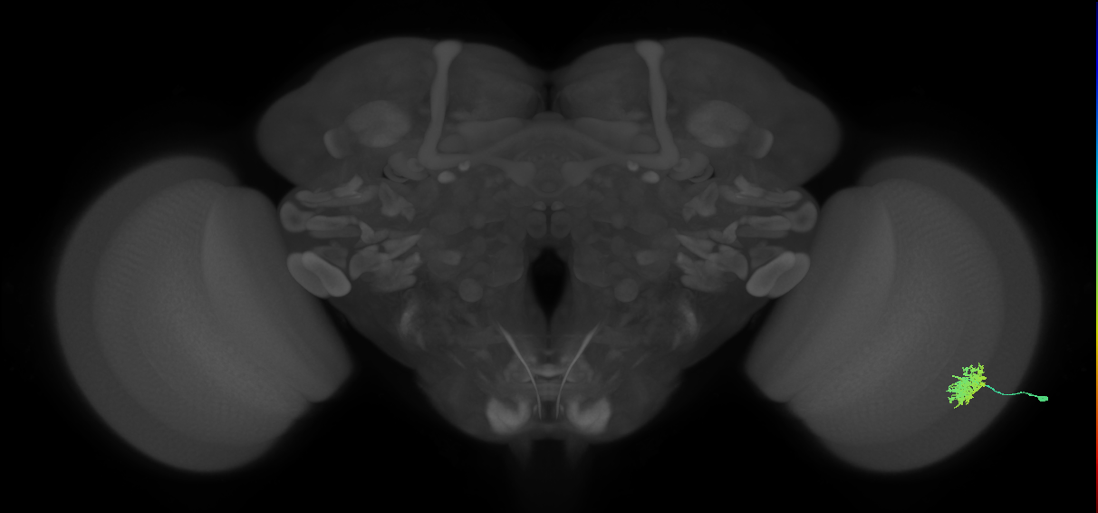 Dm12_R (MaleCNS:33537)
