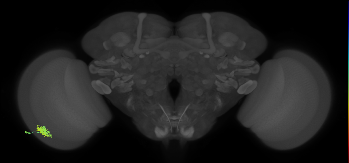 Dm12_L (MaleCNS:84737)