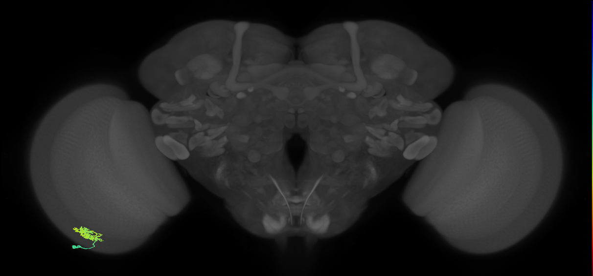 Dm12_L (MaleCNS:74999)