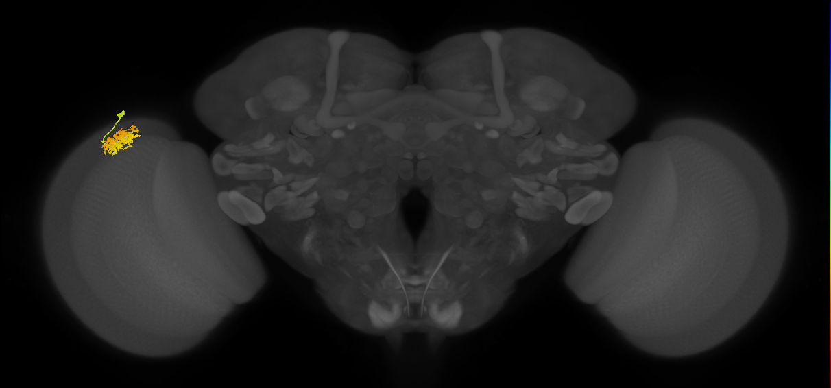 Dm12_L (MaleCNS:68706)