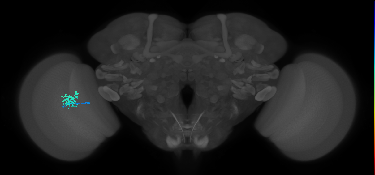 Dm12_L (MaleCNS:127124)