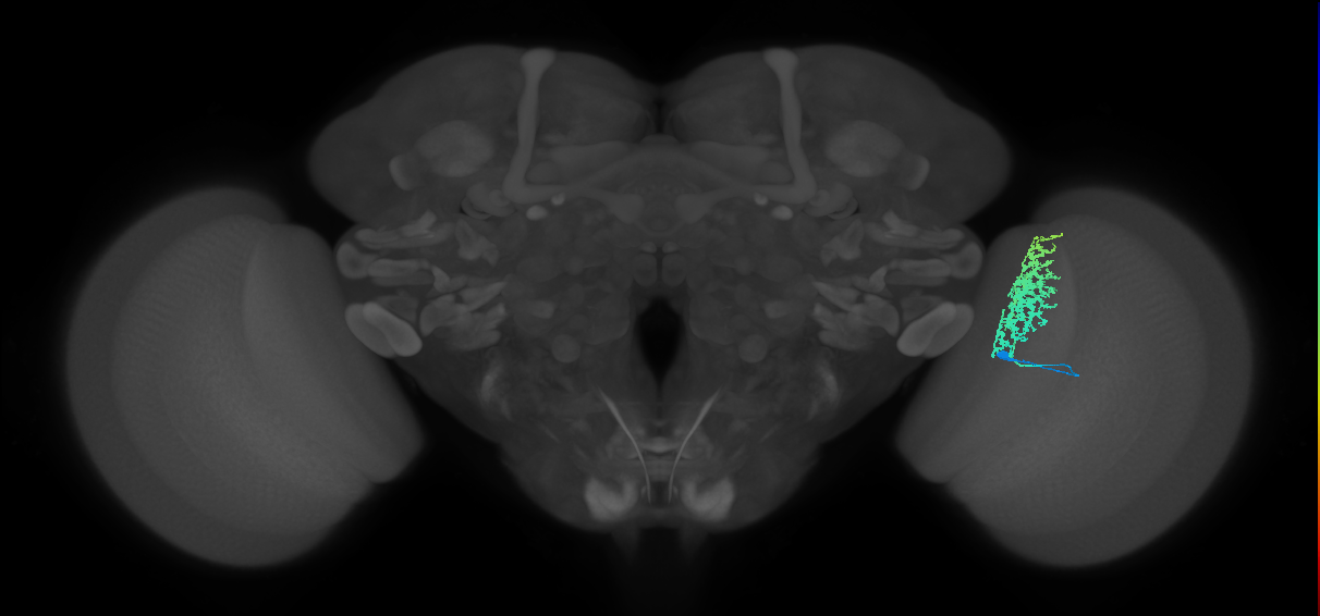 Dm12_R (MaleCNS:29650)
