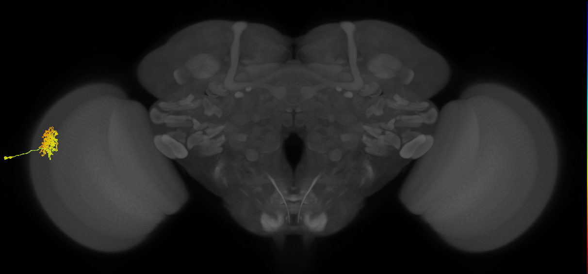 Dm12_L (MaleCNS:66274)