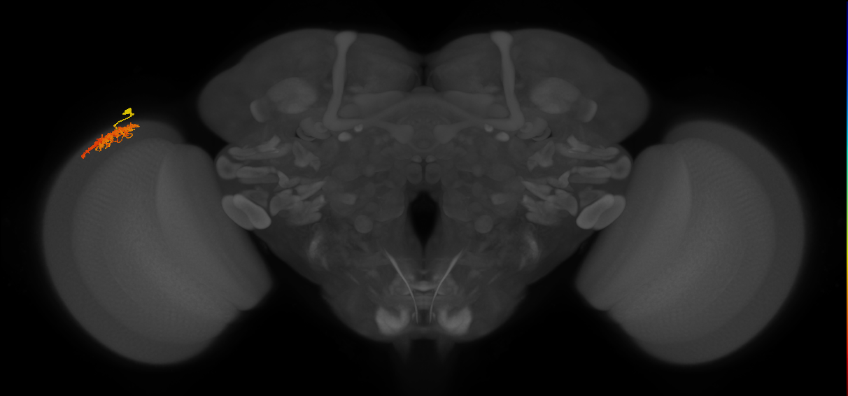 Dm12_L (MaleCNS:43091)