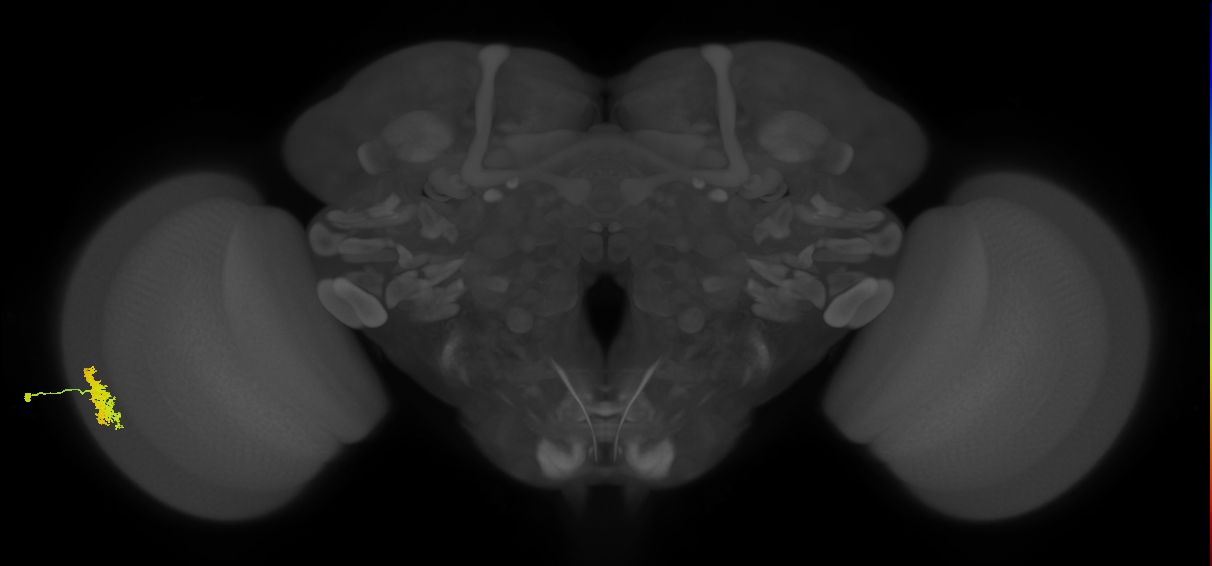Dm12_L (MaleCNS:62639)