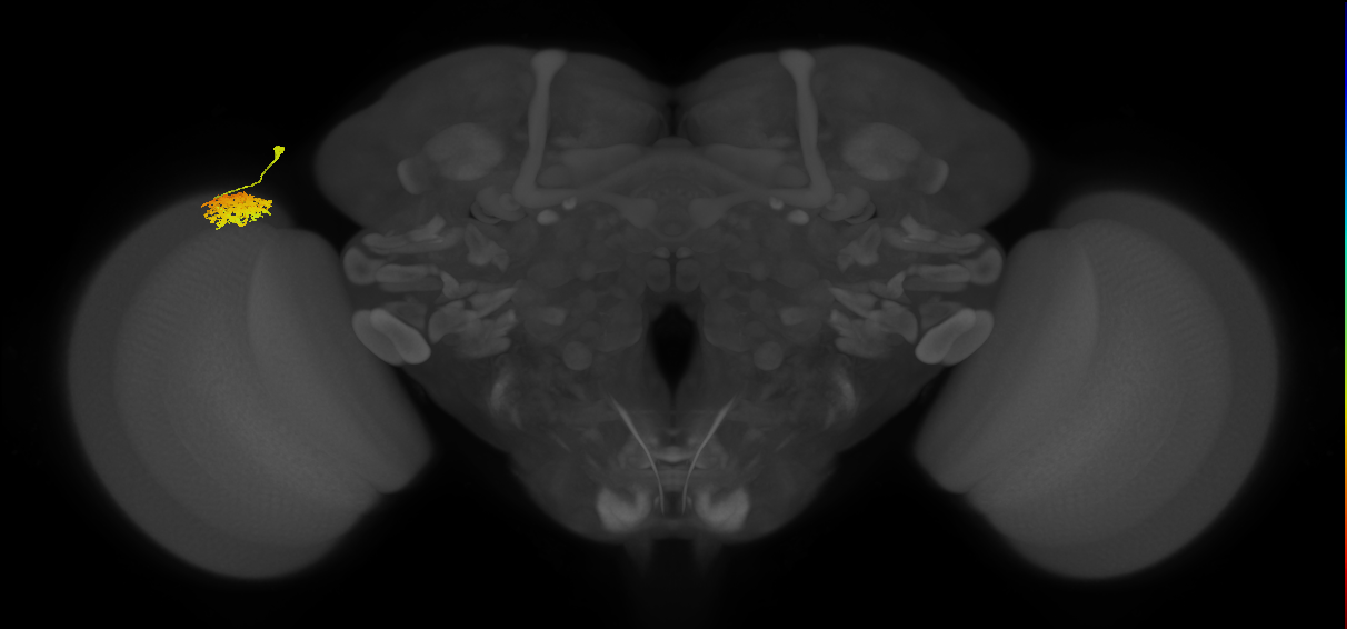 Dm12_L (MaleCNS:61812)