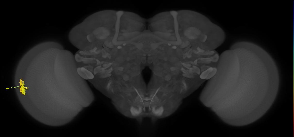 Dm12_L (MaleCNS:145130)