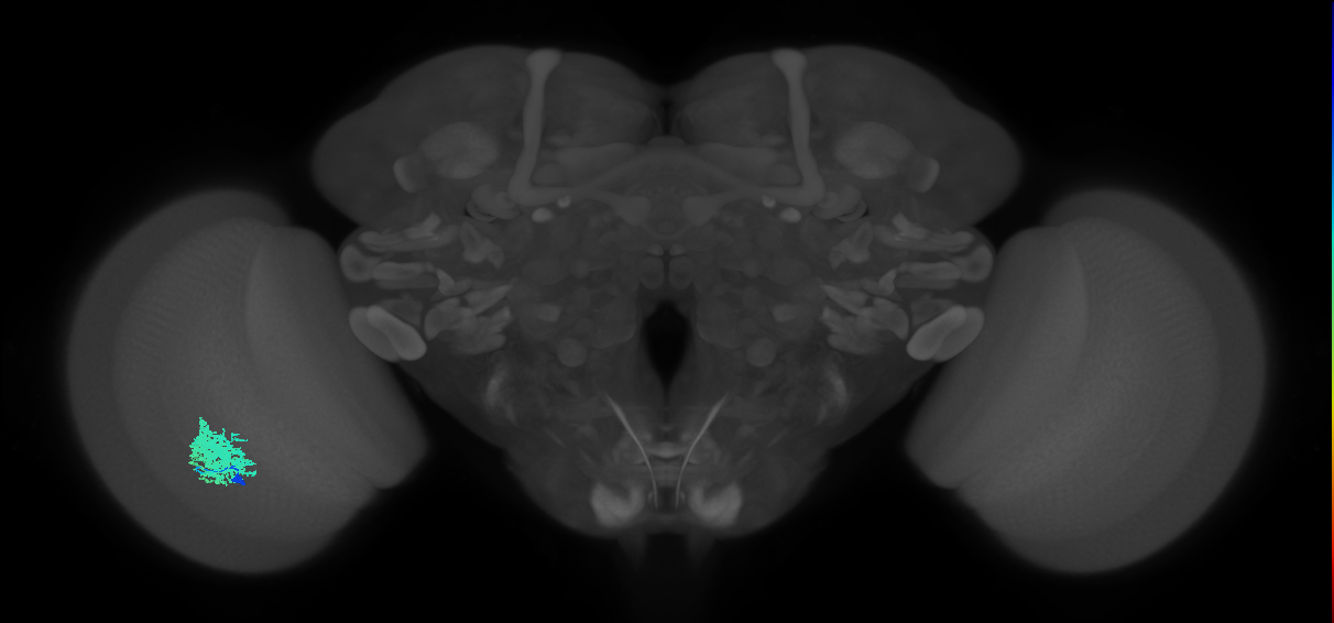 Dm12_L (MaleCNS:37261)