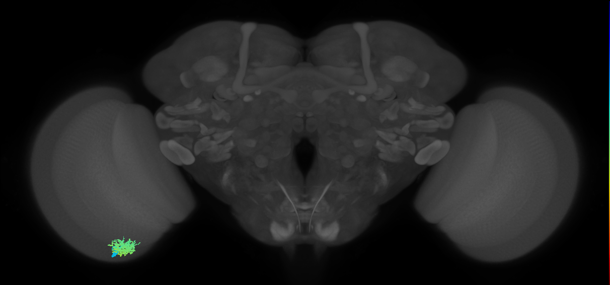 Dm12_L (MaleCNS:68100)