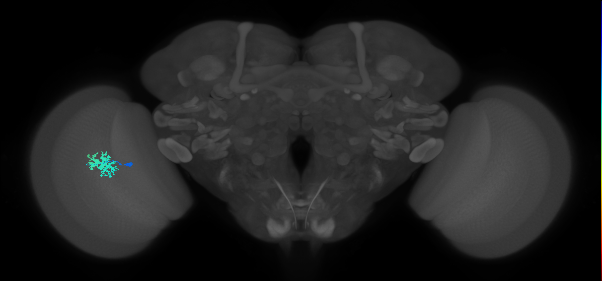 Dm12_L (MaleCNS:119005)