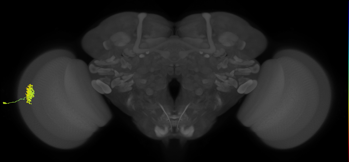 Dm12_L (MaleCNS:54107)