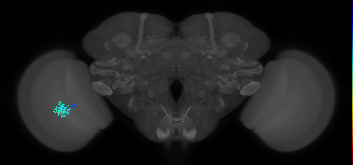 Dm12_L (MaleCNS:173311)