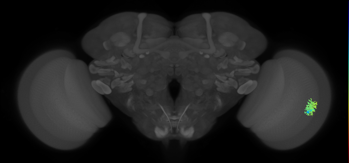 Dm12_R (MaleCNS:32045)