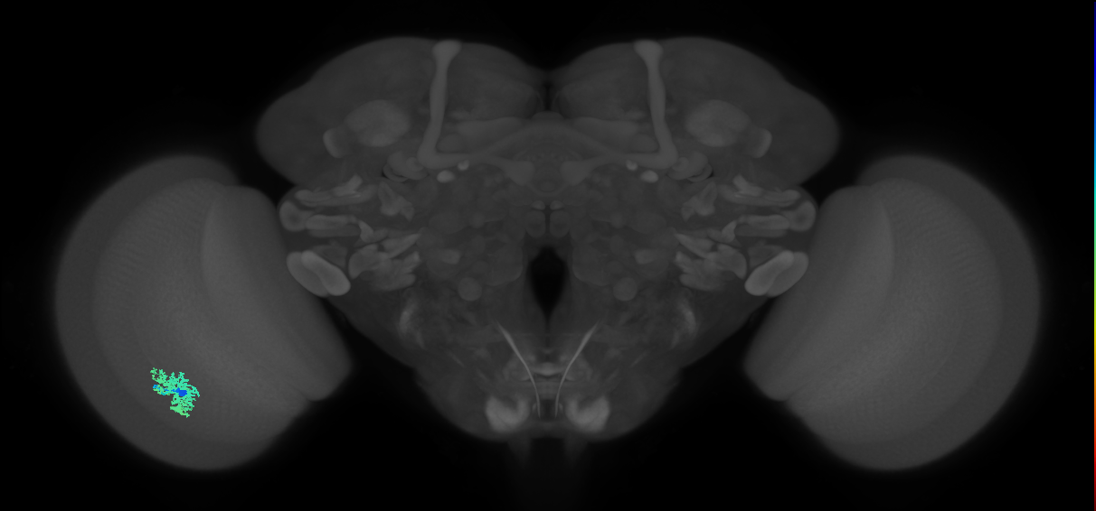 Dm12_L (MaleCNS:83144)