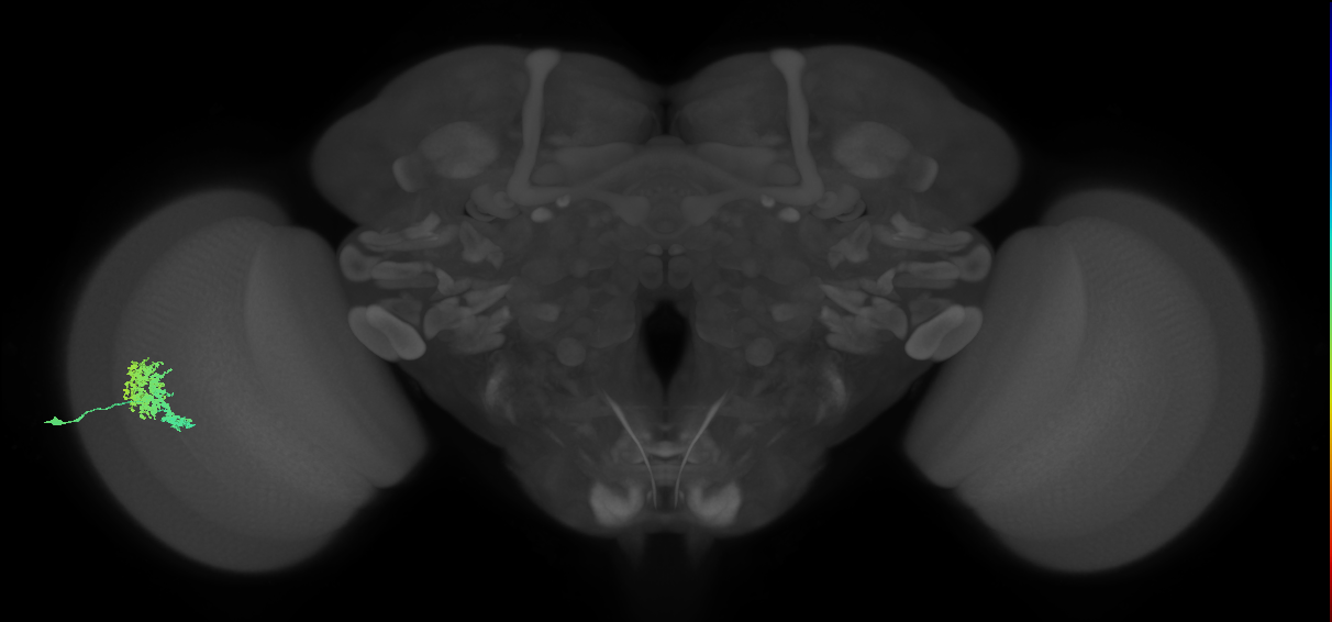 Dm12_L (MaleCNS:529742)