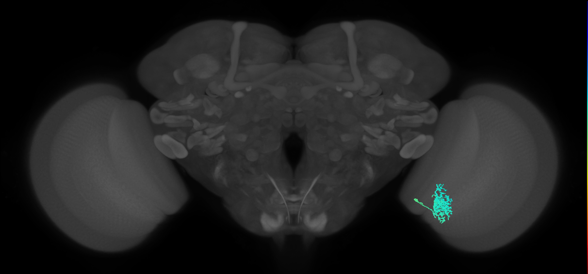 Dm12_R (MaleCNS:38275)