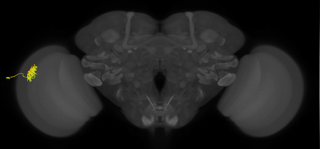 Dm12_L (MaleCNS:124718)