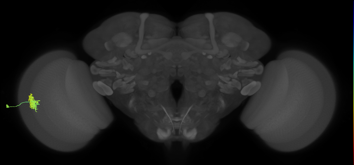 Dm12_L (MaleCNS:99233)