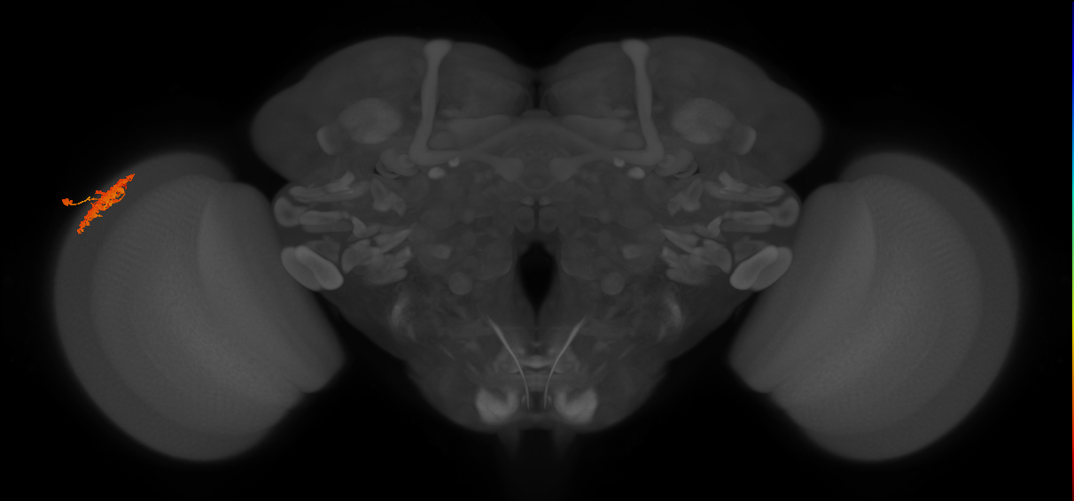 Dm12_L (MaleCNS:91744)