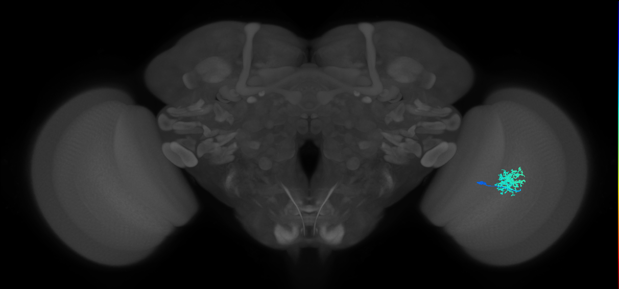 Dm12_R (MaleCNS:39906)