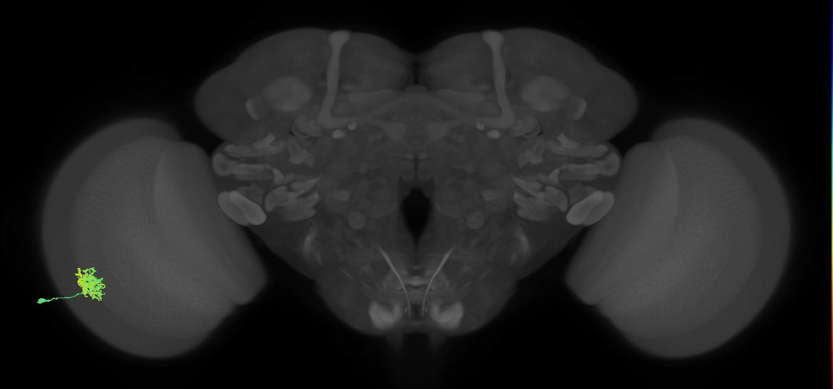 Dm12_L (MaleCNS:43492)