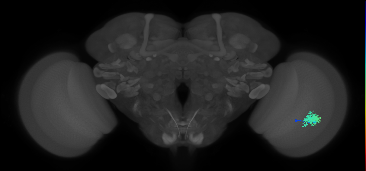 Dm12_R (MaleCNS:32927)