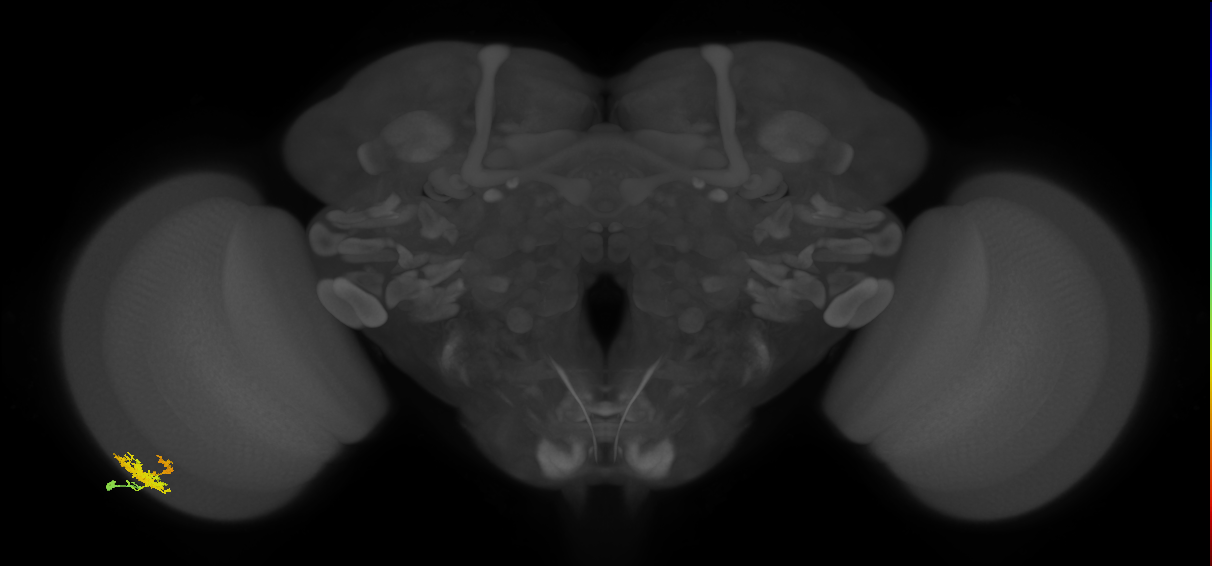 Dm12_L (MaleCNS:526183)