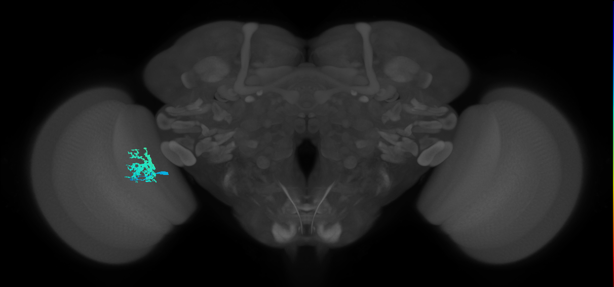 Dm12_L (MaleCNS:94140)