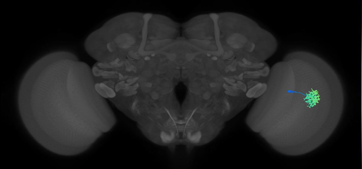 Dm12_R (MaleCNS:35741)