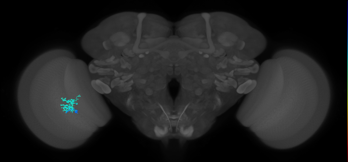 Dm12_L (MaleCNS:17914)