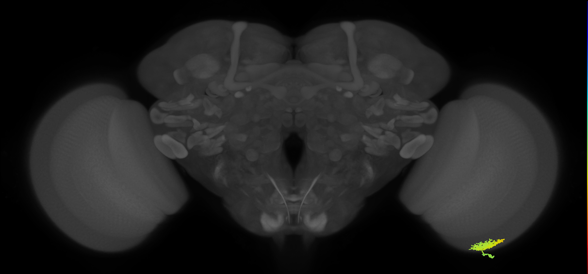 Dm12_R (MaleCNS:47860)