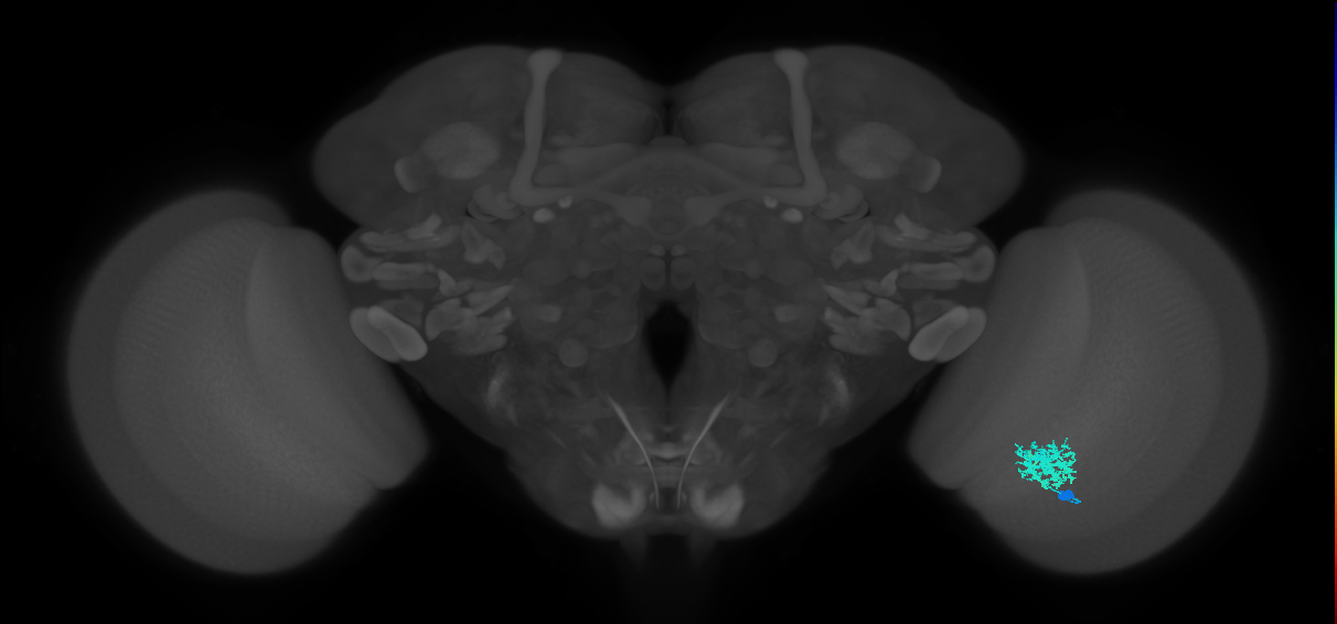 Dm12_R (MaleCNS:35047)