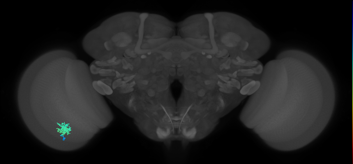 Dm12_L (MaleCNS:64992)