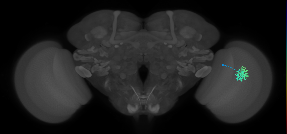 Dm12_R (MaleCNS:34054)