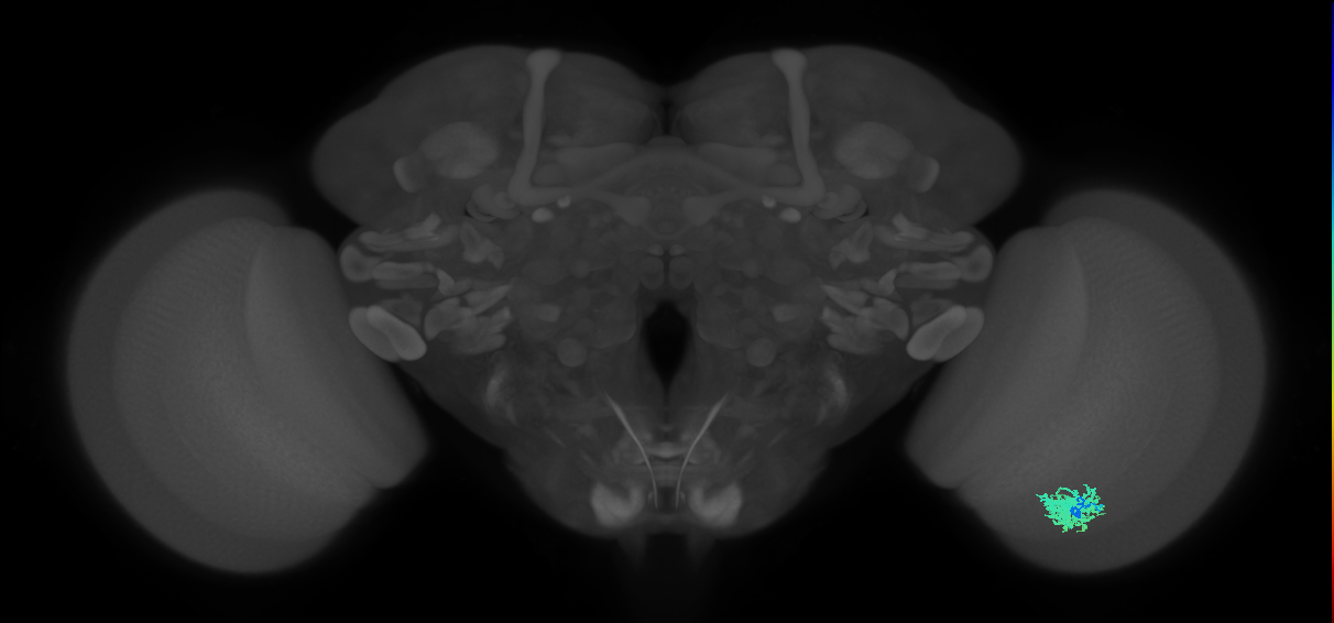 Dm12_R (MaleCNS:31610)