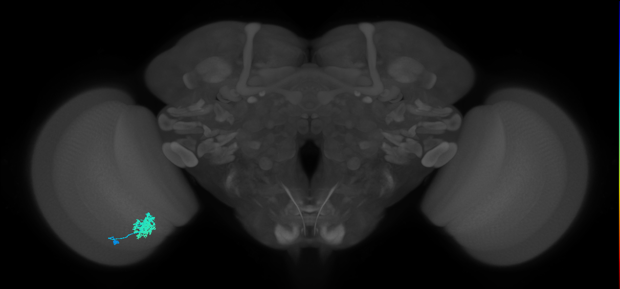 Dm12_L (MaleCNS:74495)
