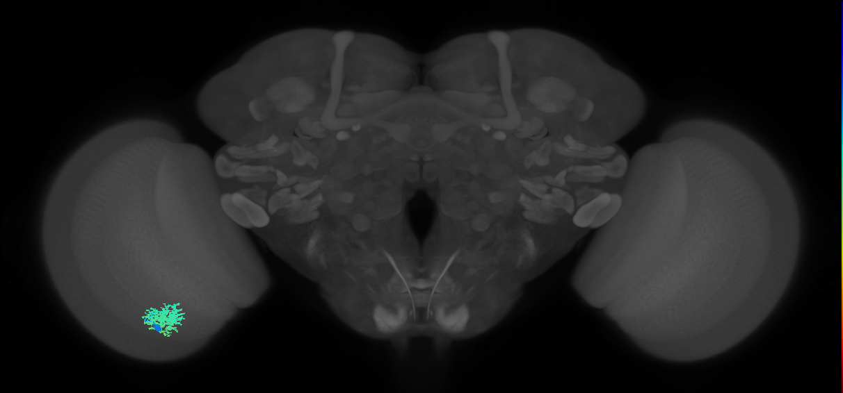 Dm12_L (MaleCNS:46421)