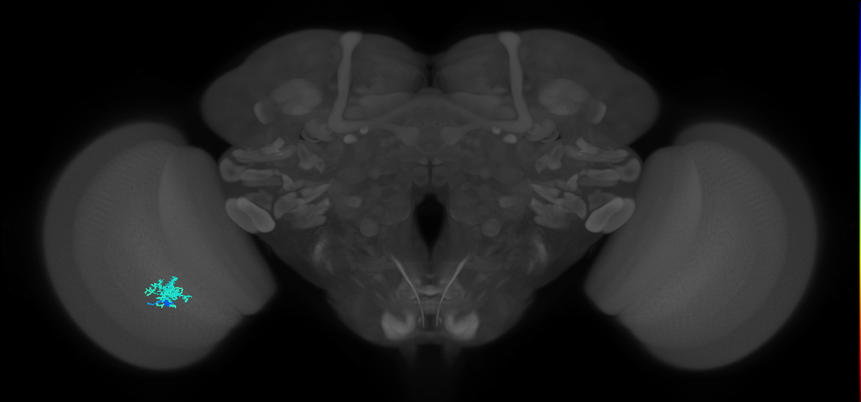 Dm12_L (MaleCNS:128993)
