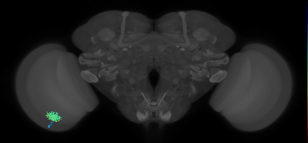 Dm12_L (MaleCNS:118676)