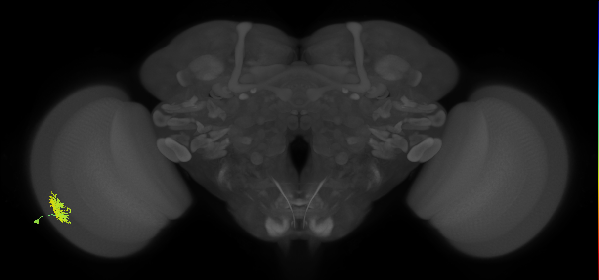 Dm12_L (MaleCNS:45966)
