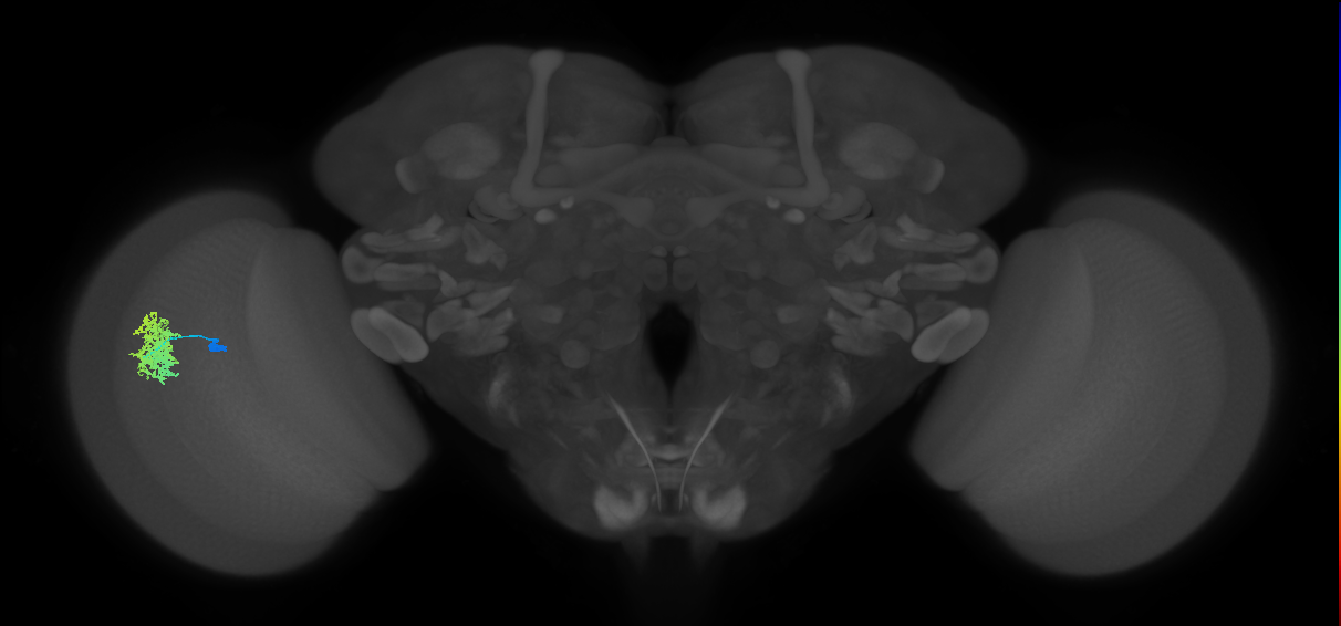 Dm12_L (MaleCNS:52098)