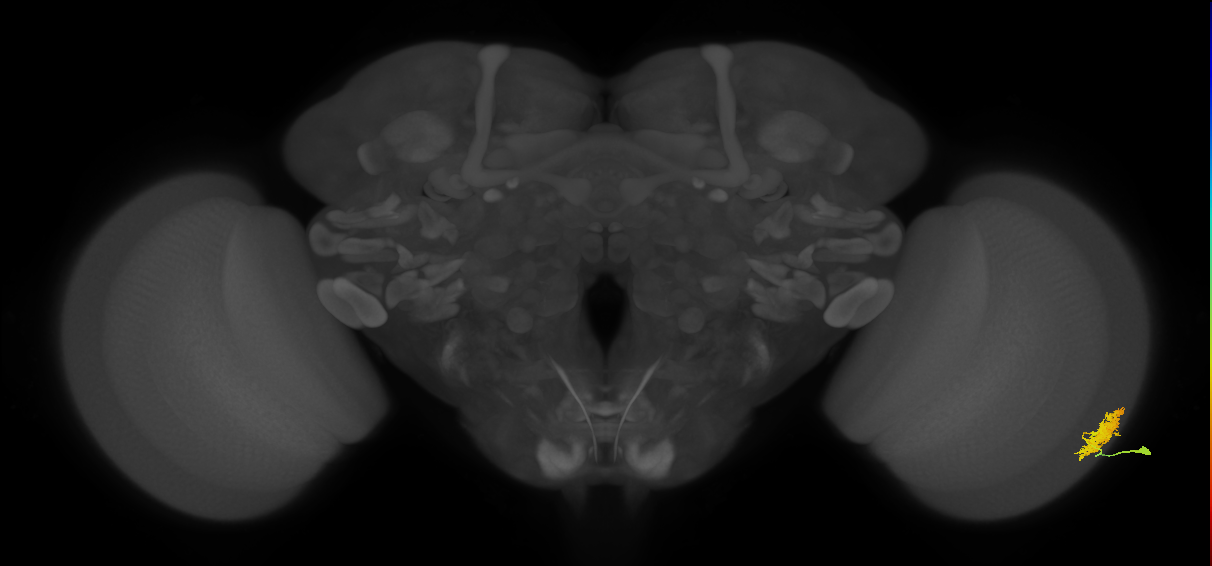 Dm12_R (MaleCNS:33972)