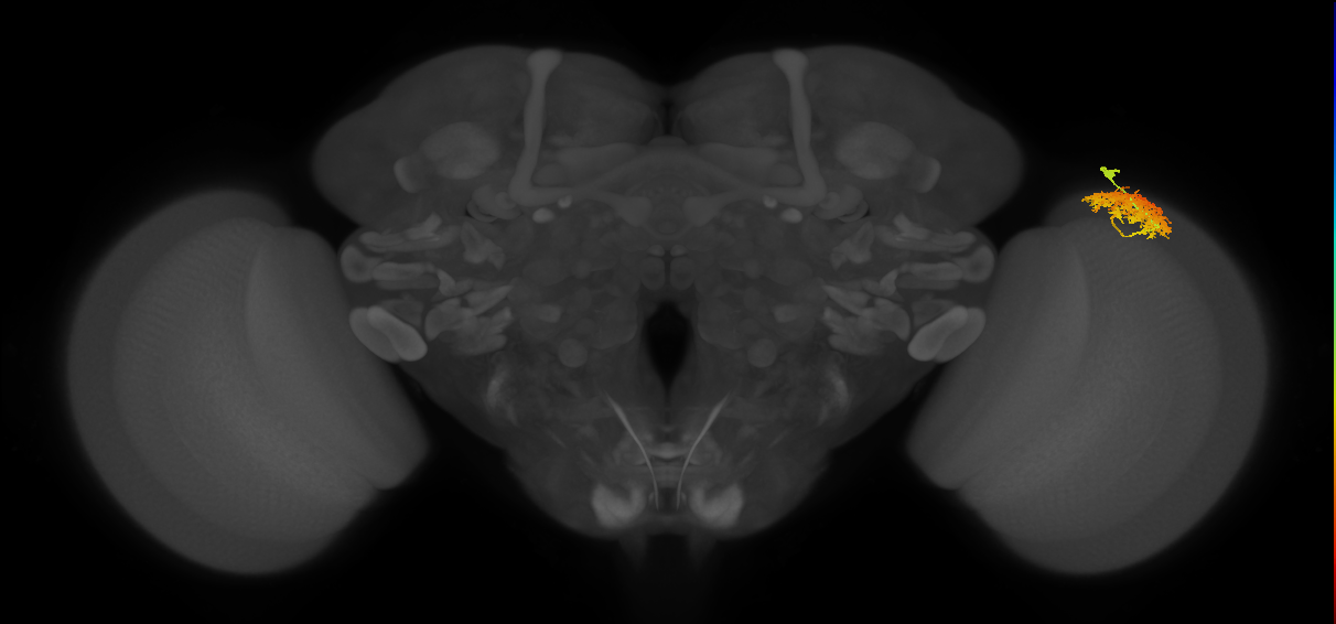 Dm12_R (MaleCNS:44008)