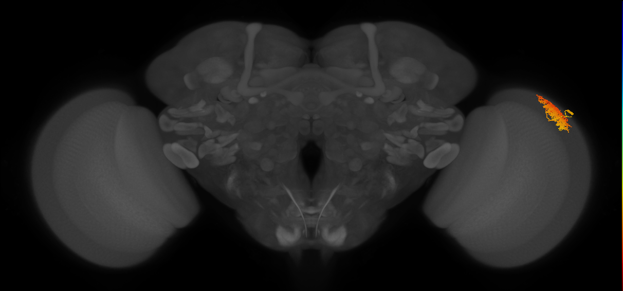 Dm12_R (MaleCNS:32486)