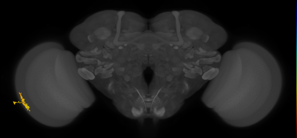 Dm12_L (MaleCNS:517307)